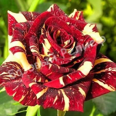 Роза Фокус Покус