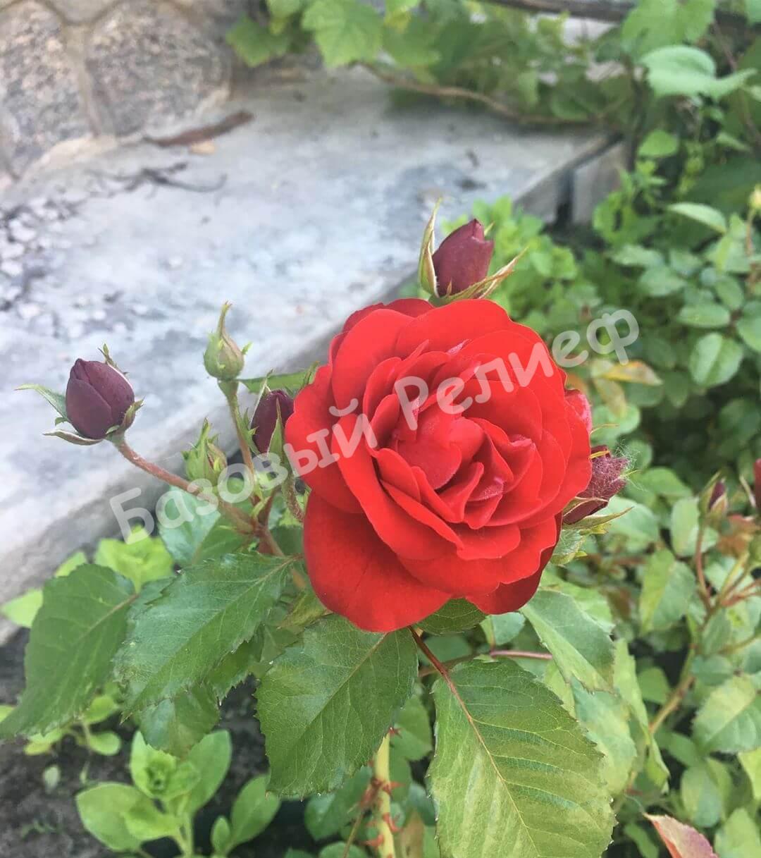 РозаТаманго