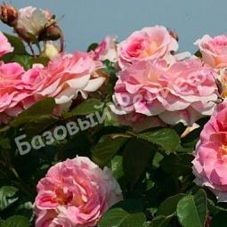 Роза Цезарь
