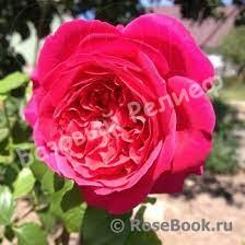 Роза Кейт