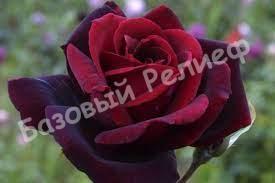 Роза Папа мейян