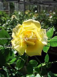 Роза Gold Symphonie