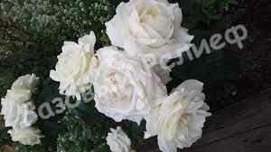 РОЗА White Bear