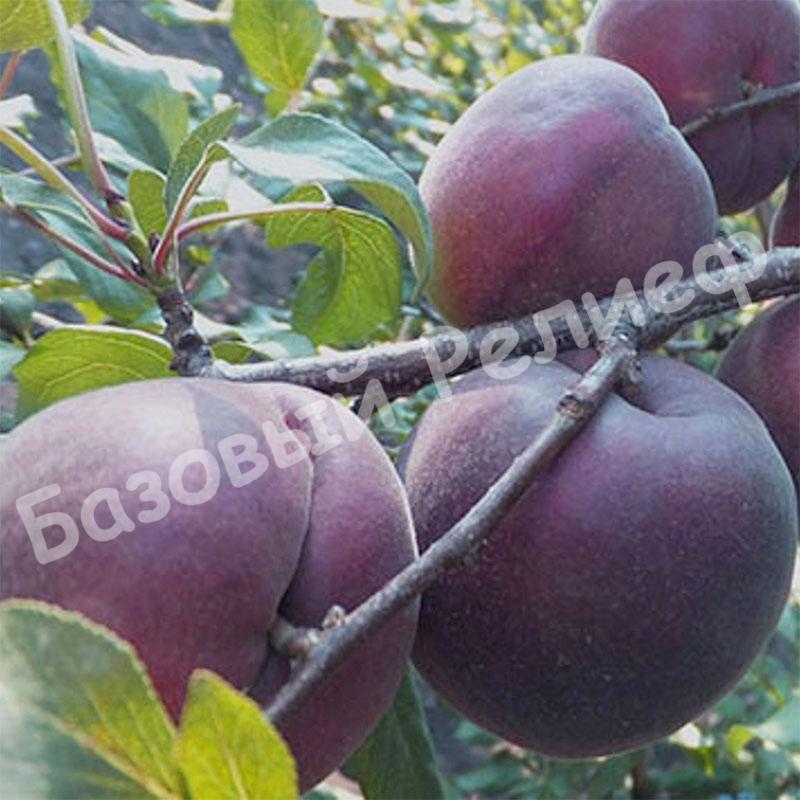 Абрикос Черный принц