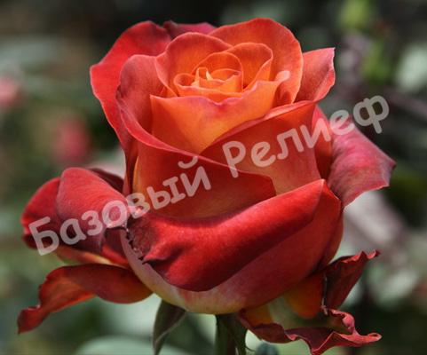 РОЗА ЧАЙНО-ГИБРИДНАЯ КОФЕ БРЕЙК