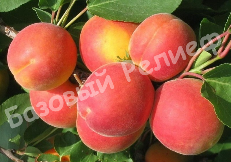 abrikos-severnoe-siyanie.jpg