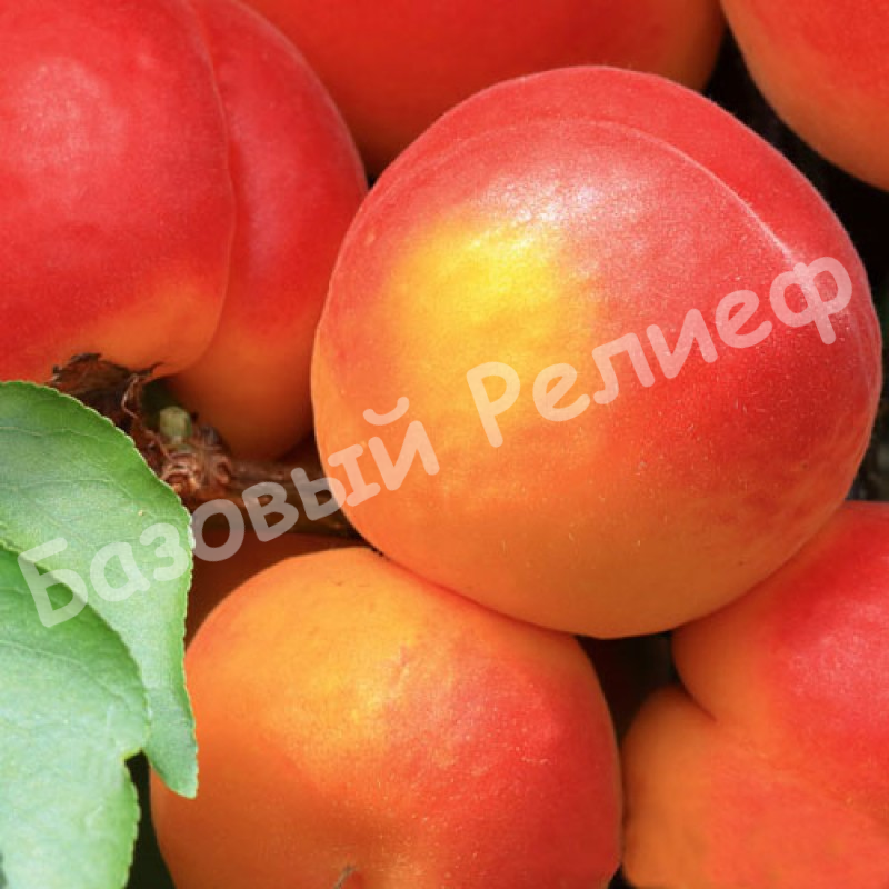 Абрикос Северное Сияние