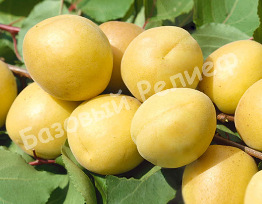 Абрикос Шалах (Еревани)