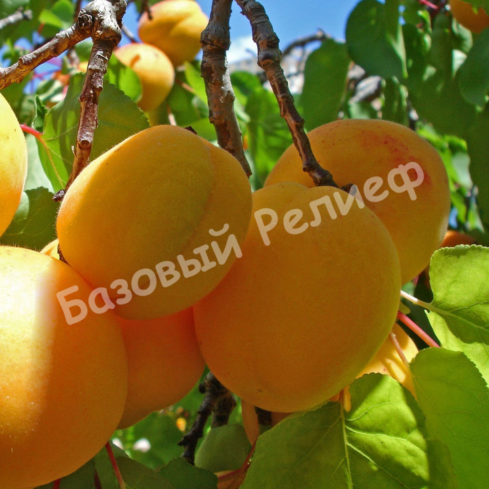 Абрикос Шалах (Еревани)