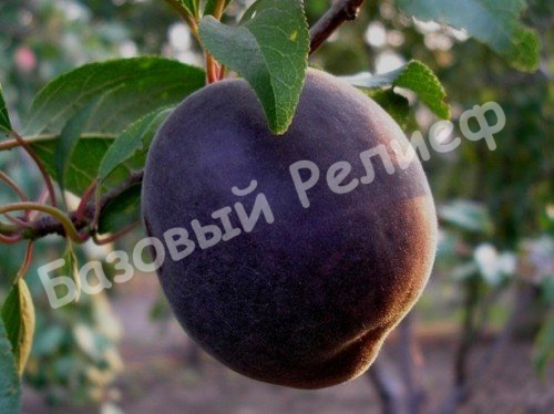 Абрикос Коренёвский чёрный