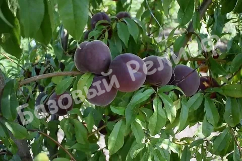 Абрикос Чёрный мышонок