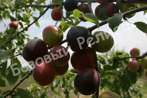 Абрикос Чёрный мышонок
