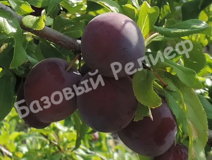 Абрикос Чёрный мышонок