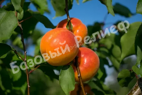 Абрикос Свит Ред