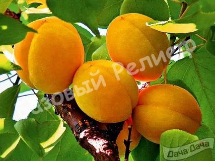Абрикос Викинг
