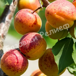 Абрикос Знаходка