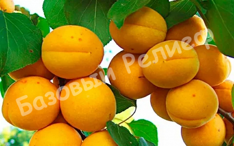 Абрикос Компотный