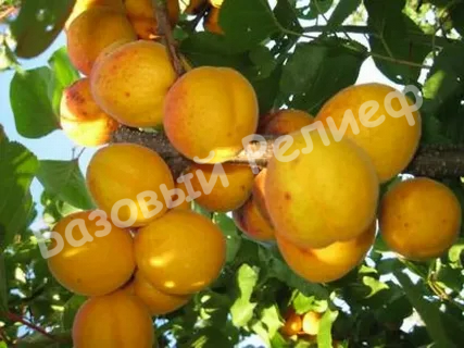 Абрикос Компотный