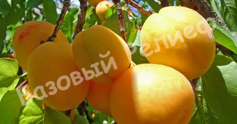 Абрикос Компотный