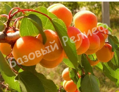 Абрикос Лучший Мичуринский