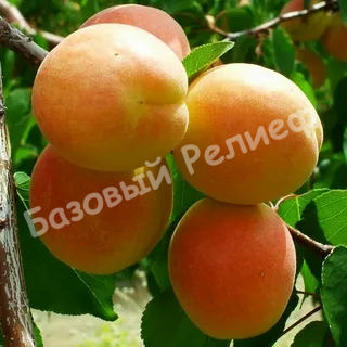 Абрикос Память Шевчука