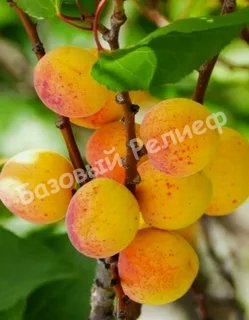 Абрикос Серафим