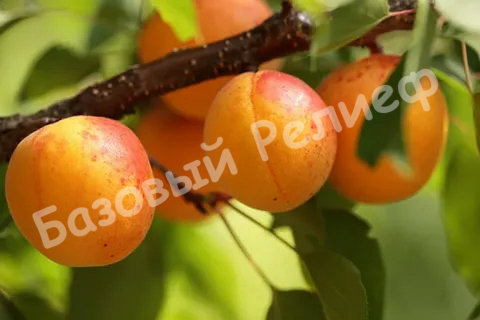 Абрикос Сибиряк Байкалова