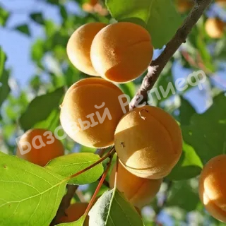 Абрикос Сибиряк Байкалова