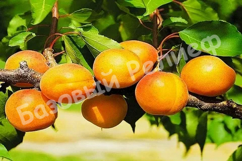 Абрикос Сибиряк Байкалова