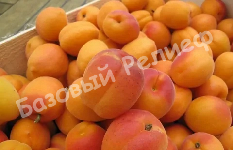 Абрикос Снежинский