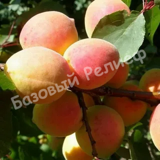 Абрикос Сюрприз