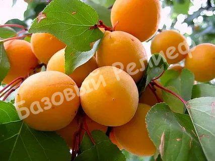 Абрикос Сюрприз