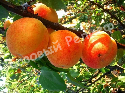 Абрикос Сюрприз