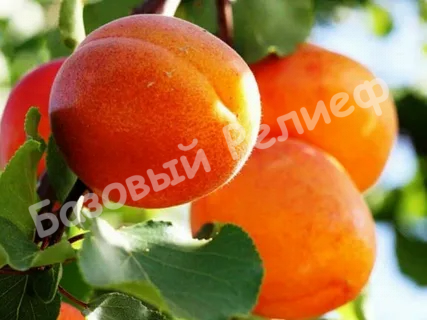 Абрикос Харгранд