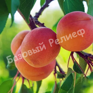 Абрикос Харгранд