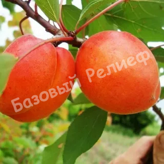 Абрикос Цунами