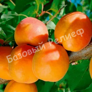 Абрикос Шедевр
