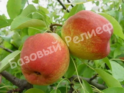Груша Академическая