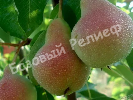 Груша Академическая