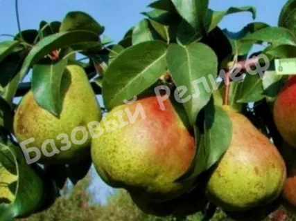 Груша Академическая