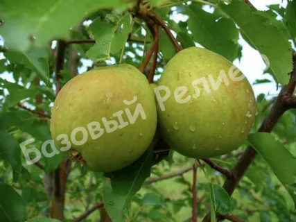 Груша Богатая