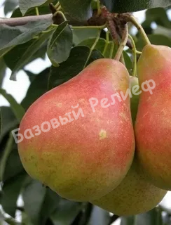 Груша Забава