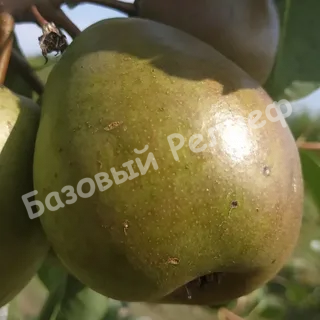 Груша Завея
