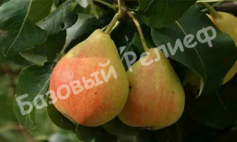 Груша Заречная