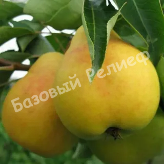 Груша Заречная