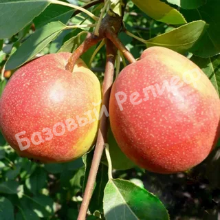 Груша Красуля