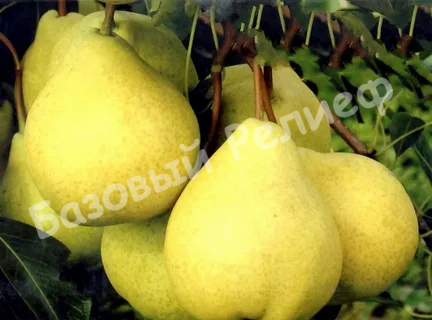Груша Кудесница