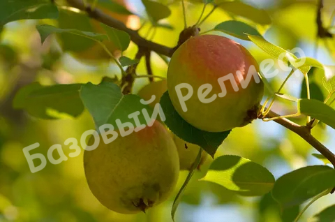 Груша Ларинская