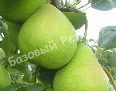 Груша Орловская летняя