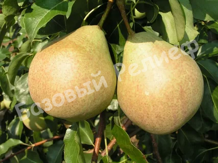 Груша Платоновская